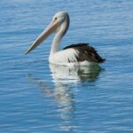 Cazare Uzlina în Delta Dunării – retragere pe insulă, doar pe apă